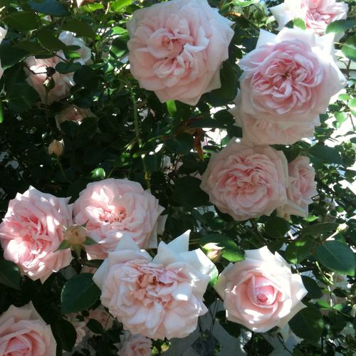 Rosa claro - Árbol de Rosas Inglesa - rosal de pie alto- froma de corona llorona